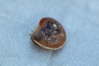 Hygromia cinctella