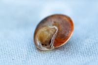 Hygromia cinctella