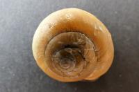 Cepaea nemoralis