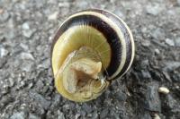 Cepaea nemoralis