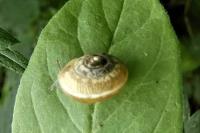 Hygromia cinctella