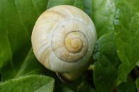 Cepaea nemoralis