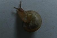 Monacha cartusiana