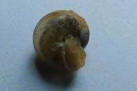 Monacha cartusiana