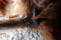 Arion hortensis