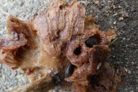 Arion hortensis