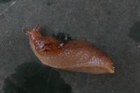 Deroceras reticulatum