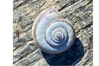Helicella itala
