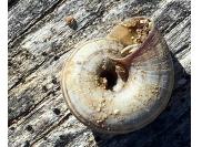 Helicella itala