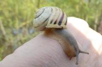 Cepaea nemoralis