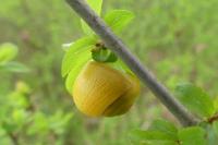 Cepaea hortensis