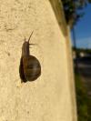 Cornu aspersum
