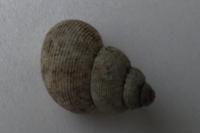 Pomatias elegans