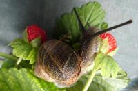 Cornu aspersum