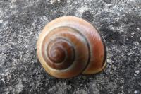 Cepaea nemoralis