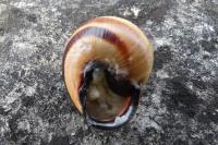 Cepaea nemoralis
