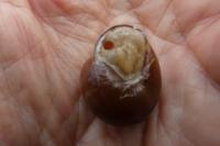 Cepaea nemoralis