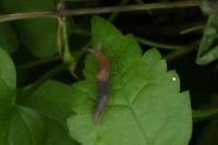 Deroceras invadens