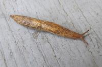Deroceras reticulatum
