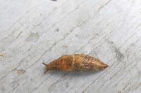 Deroceras reticulatum