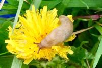 Deroceras reticulatum