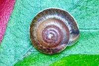 Hygromia cinctella