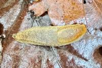 Arion subfuscus