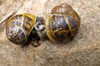 Cornu aspersum