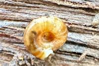 Gonyodiscus rotundatus