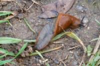 Arion rufus/vulgaris