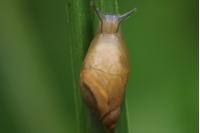 Succinea putris