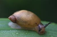 Succinea putris