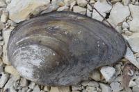 Anodonta cygnea