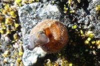 Trochulus hispidus