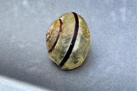 Cepaea
