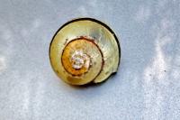 Cepaea