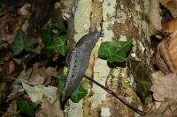 Limax cinereoniger