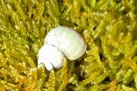 Pomatias elegans