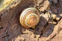 Cepaea