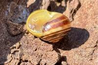 Cepaea