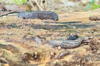 Limax maximus