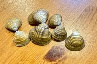 Corbicula