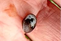 Hygromia cinctella