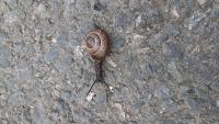 Arianta arbustorum