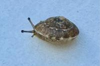 Hygromia cinctella