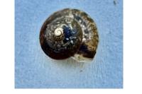 Hygromia cinctella