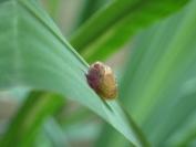 Succinea putris