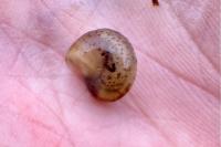 Hygromia cinctella