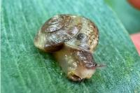 Hygromia cinctella