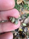 Pomatias elegans